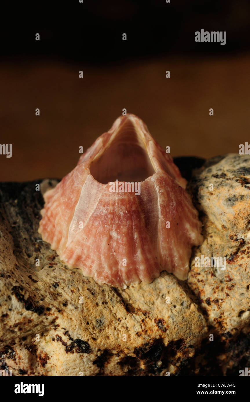 Acorn barnacle Balanus (sp). Foto Stock