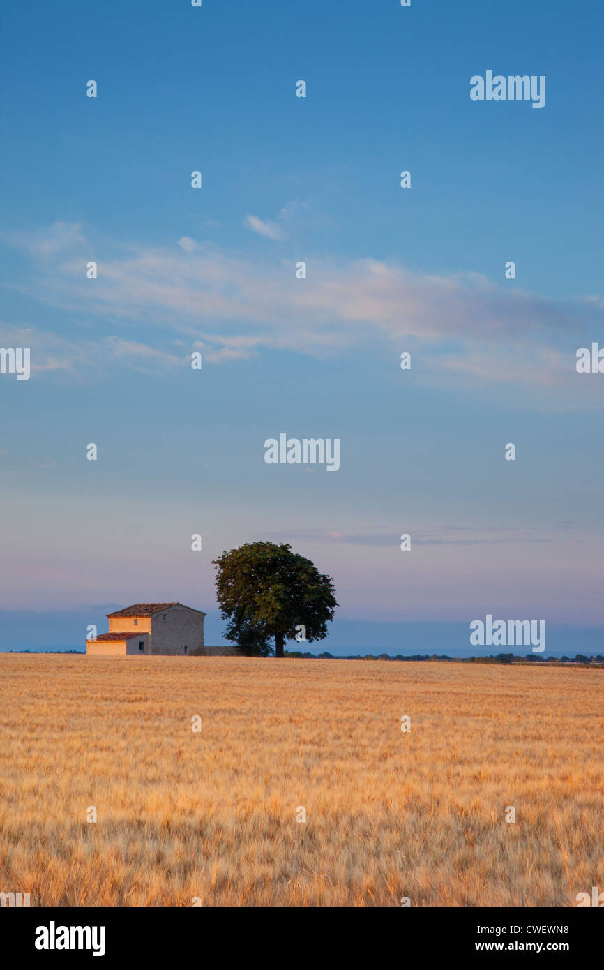 Alba sul agriturismo e campo di grano vicino Valensole, Alpes de Haute Provence Francia Foto Stock