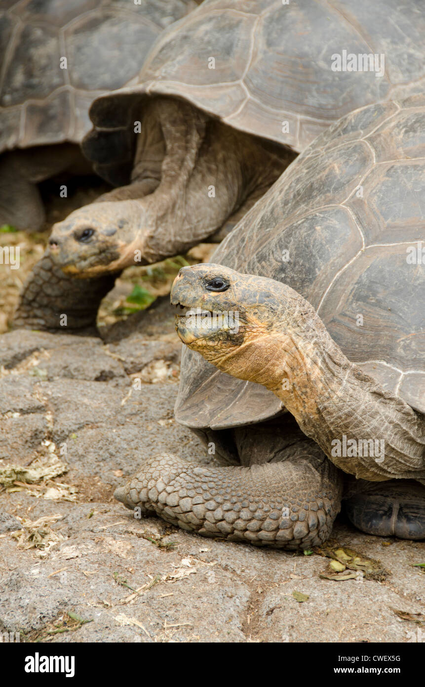 Ecuador, Galapagos, Santa Cruz. Charles Darwin Centro di ricerca. Galapagos gigante di tartaruga. Foto Stock