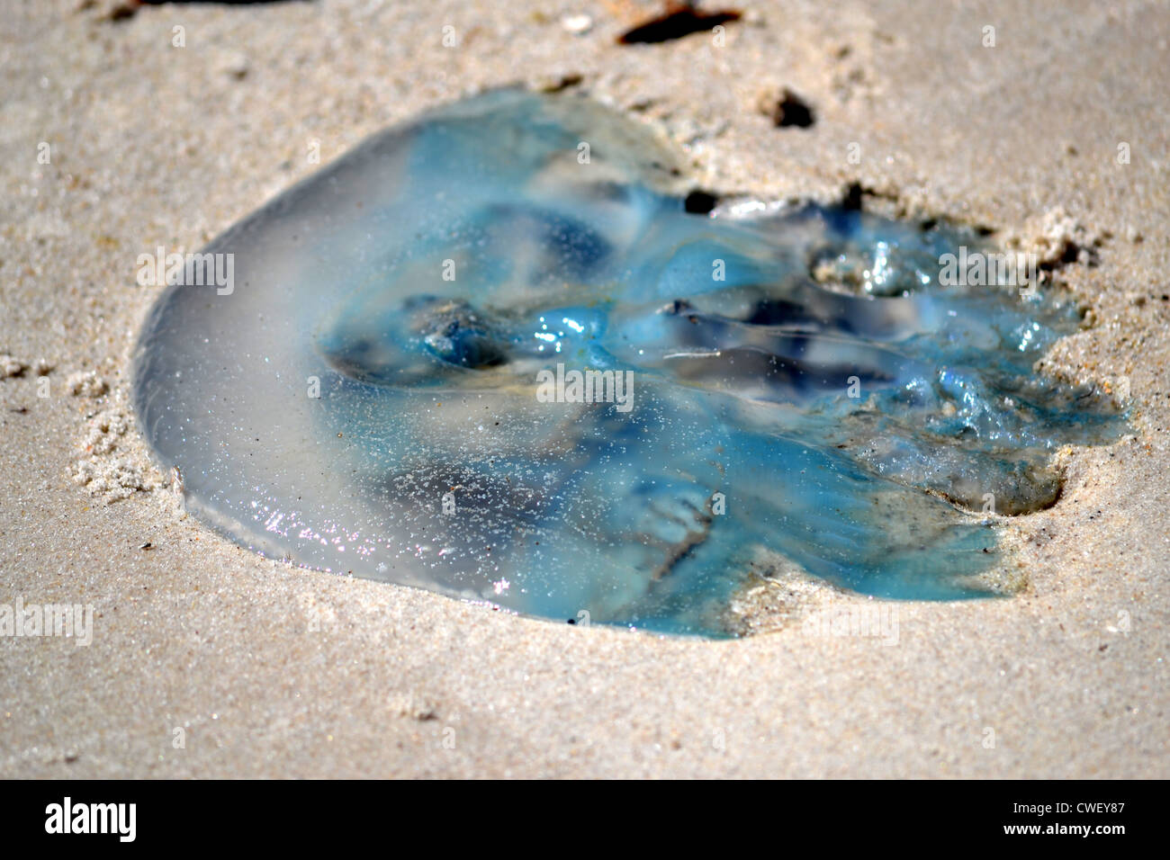 Blue Blubber (Catostylus mosaicus) Meduse lavato fino a una spiaggia di Isola Bribie, Queensland, Australia Foto Stock