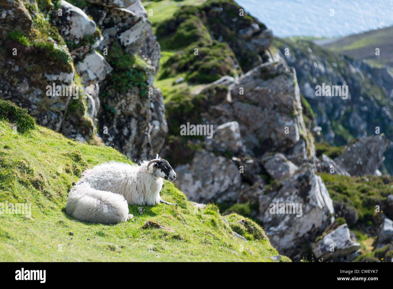 Pecore a Slieve League cliffs, Donegal, Irlanda. Foto Stock