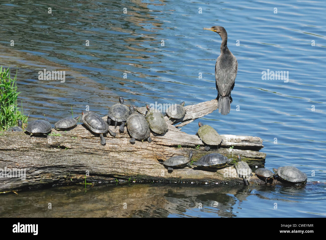 Double-crested cormorano (Phalacrocorax auritus) e Red-eared cursori (Trachemys scripta) nel Central Park di New York Foto Stock