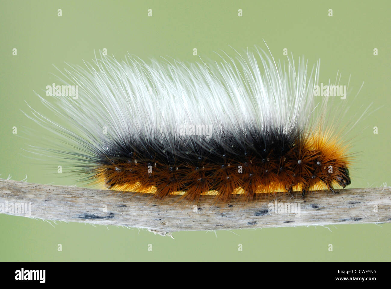 Giardino Tiger Moth caterpillar (Arctia caja) su Gower, Galles. Foto Stock