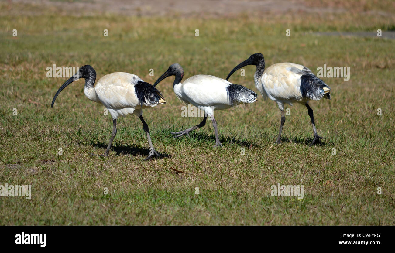 Tre uccelli ibis rovistando in erba Foto Stock