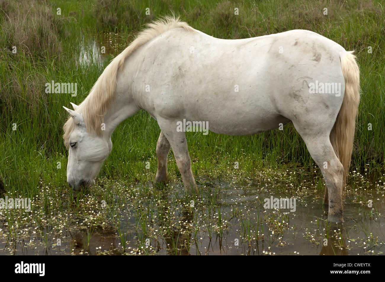 Cavalli Camargue, Camargue, Francia Foto Stock