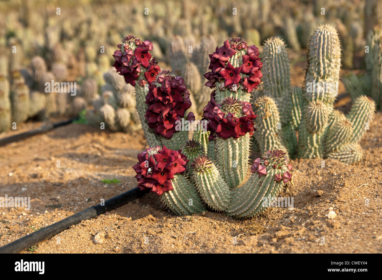 Coltivazione di Hoodia ruschii ibridi per scopi medici, succulenti Vanrhynsdorp vivaio, provincia del Capo Occidentale, Sud Africa Foto Stock