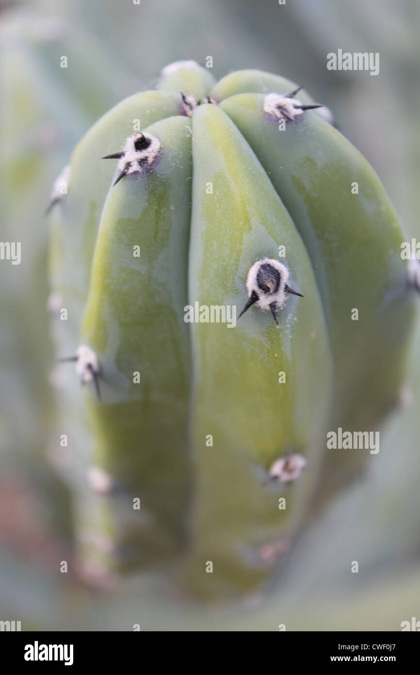 Close up di cactus Foto Stock