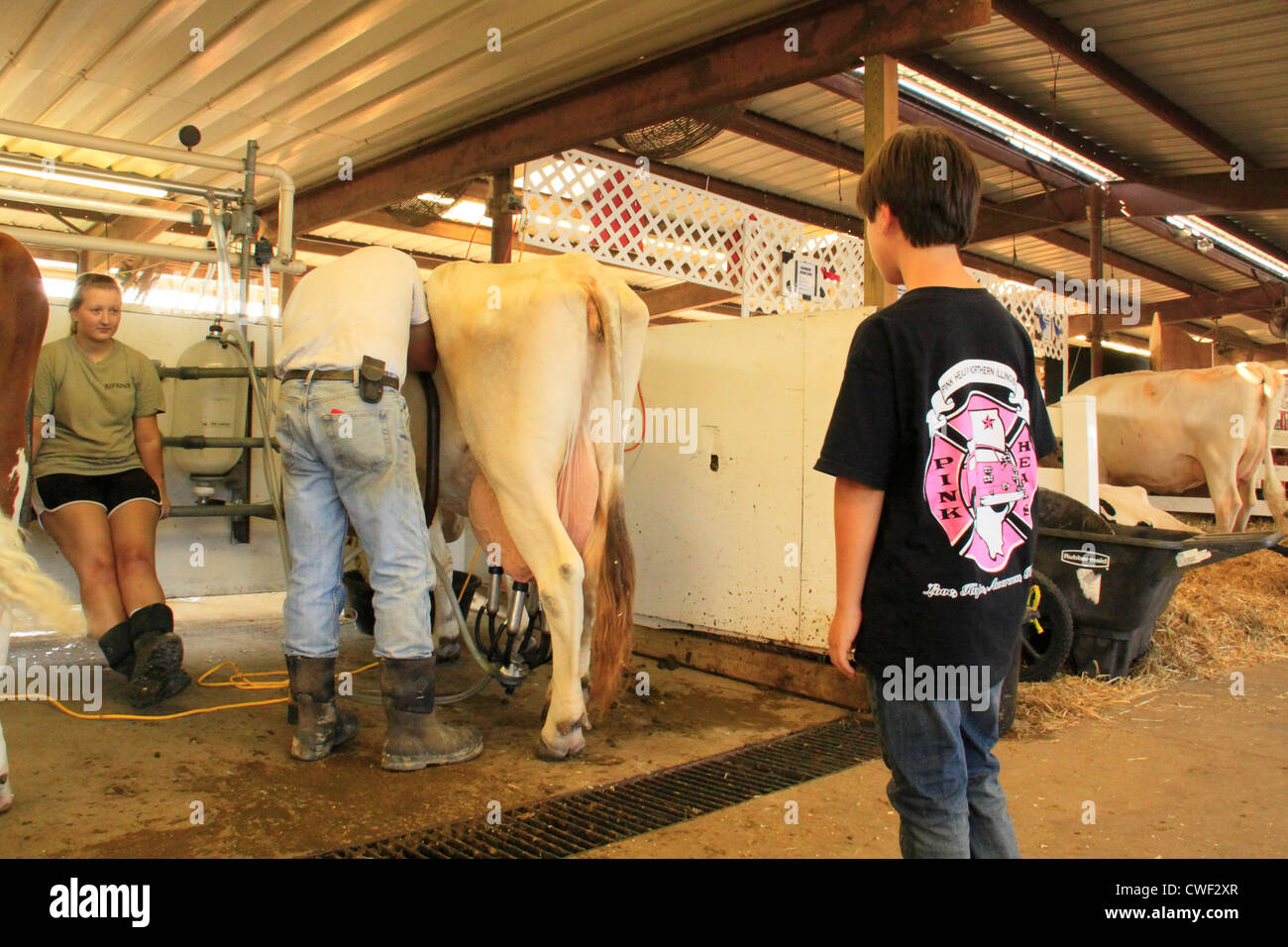 Dimostrazione di mungitura, Rockingham County Fair, Harrisonburg, Shenandoah Valley, Virginia, Stati Uniti d'America Foto Stock