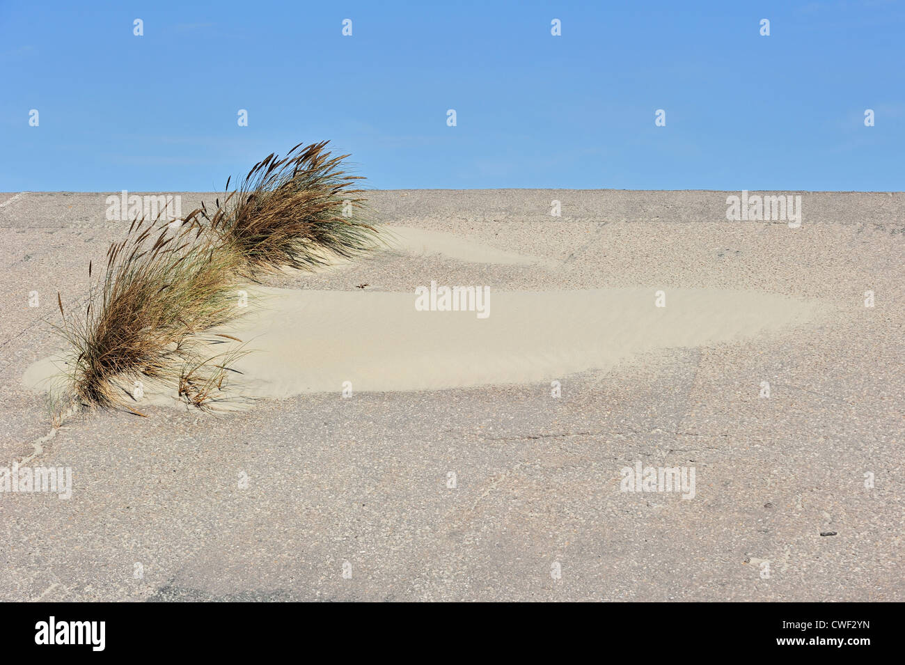 Marram europea erba / beachgrass (Ammophila arenaria) cresce come specie pioniere sulla diga lungo la costa del Mare del Nord Foto Stock