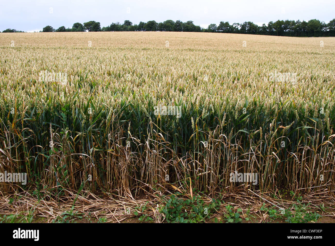 Mietitura del grano nella tarda estate principalmente grano verde peduncoli con maturazione teste di seme Foto Stock
