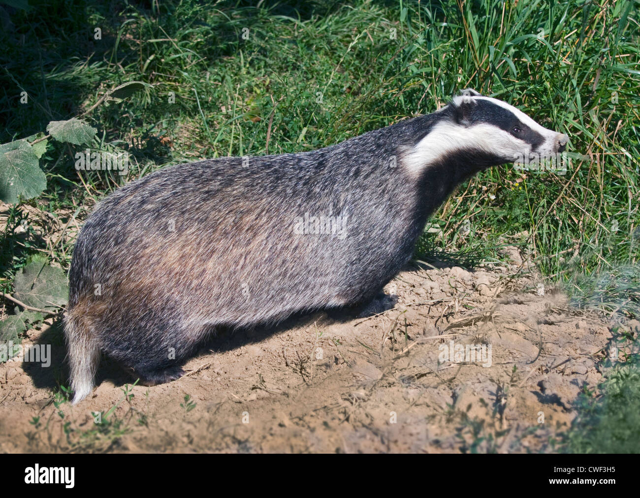Europea (Badger Meles meles), Regno Unito Foto Stock