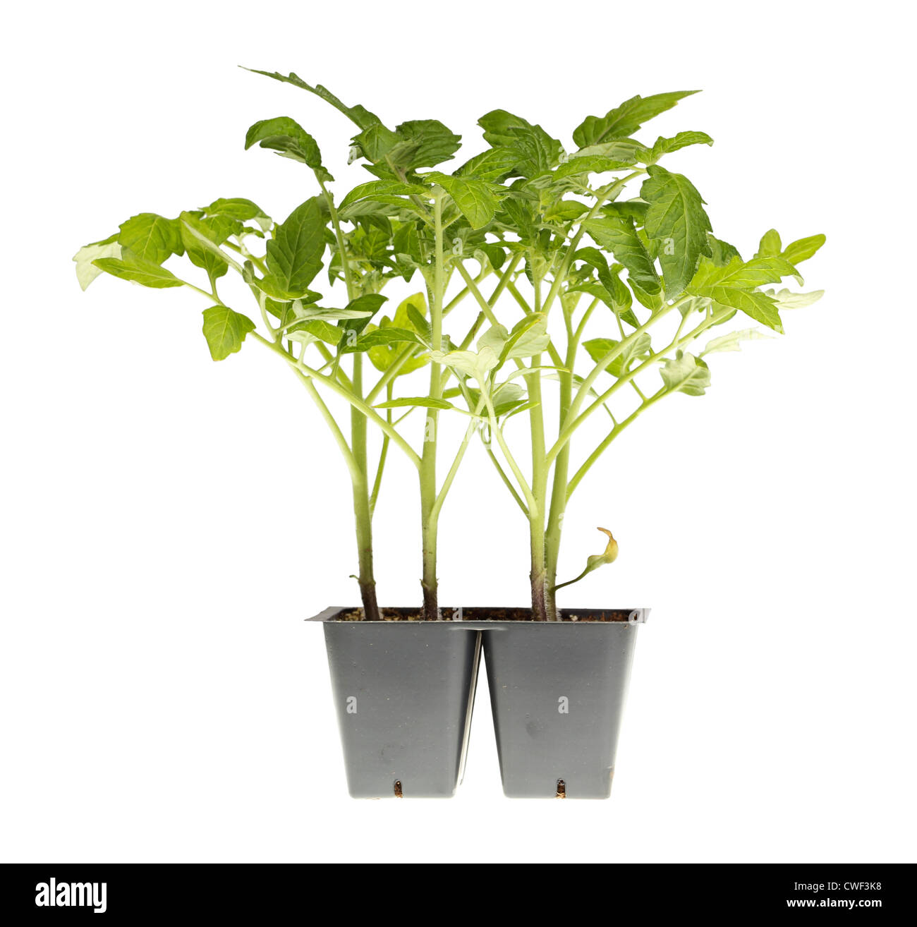 Le piantine di pomodoro pronte per il trapianto Foto Stock