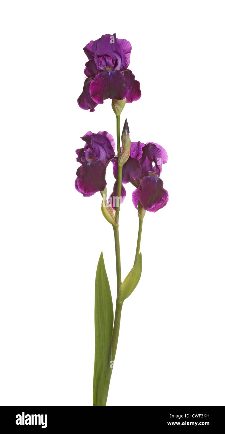 Stelo di tre viola scuro fiori e una gemma di barbuto (iris Iris germanica) isolati contro uno sfondo bianco Foto Stock