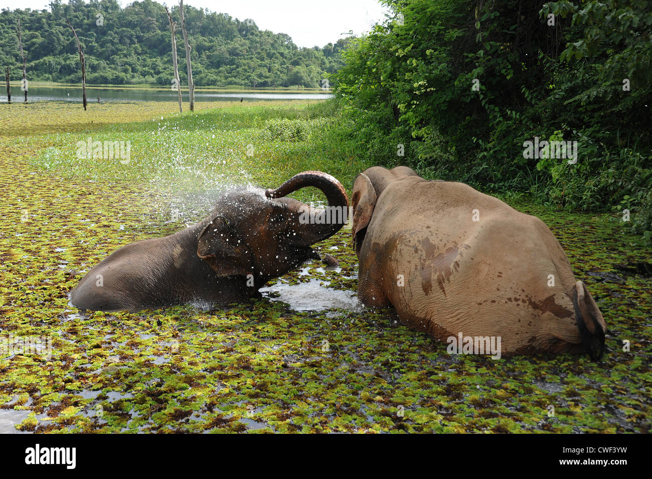 Migliori amici Mae Kramon e Mae Nam Boun godendo il bagno in Nam Tien Lago, Sayaboury, Laos. Foto Stock