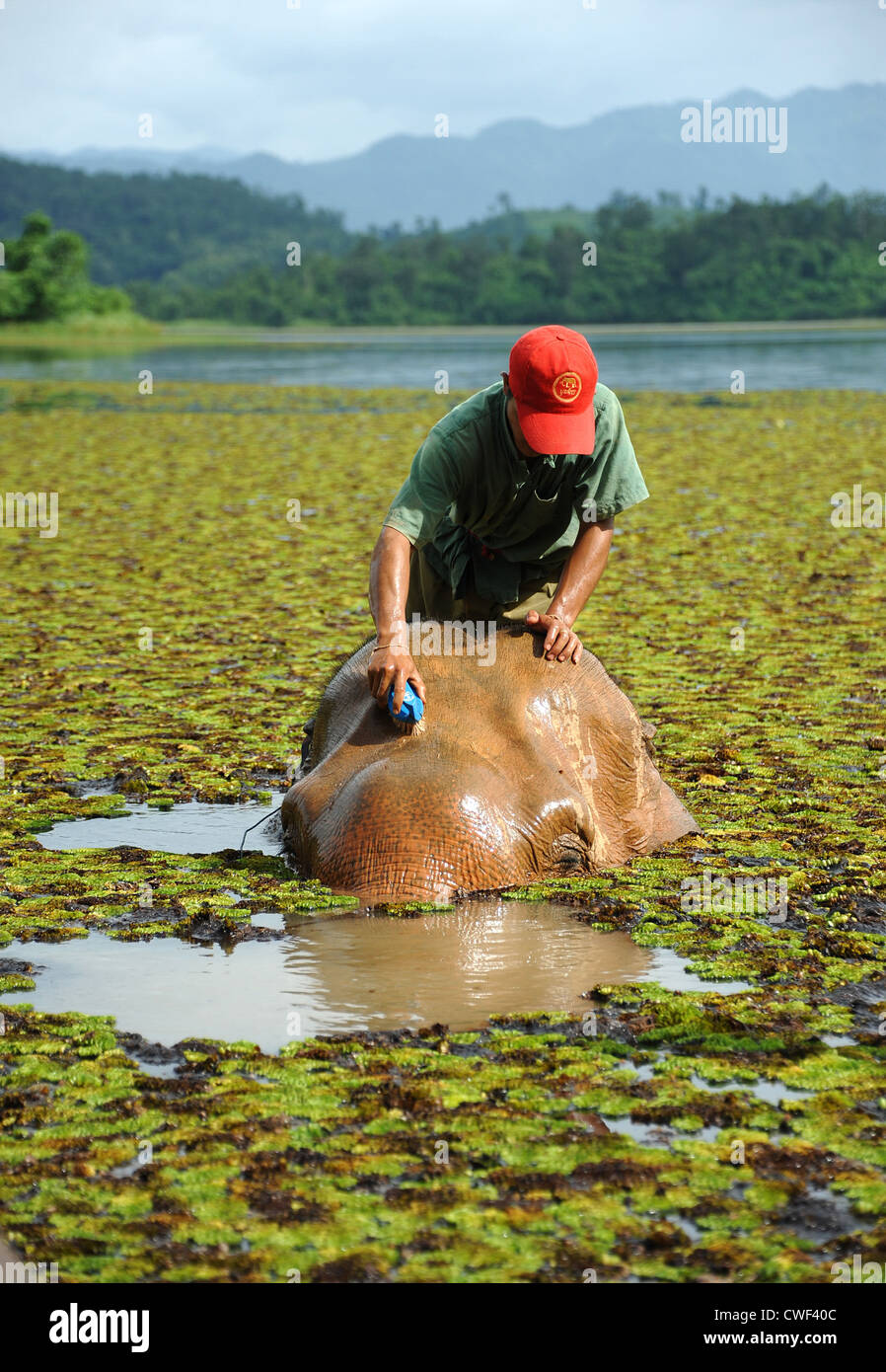 Bagno di elefante-tempo mahout scrubs testa di animale in Nam Tien Lago, Sayaboury, Laos. Foto Stock