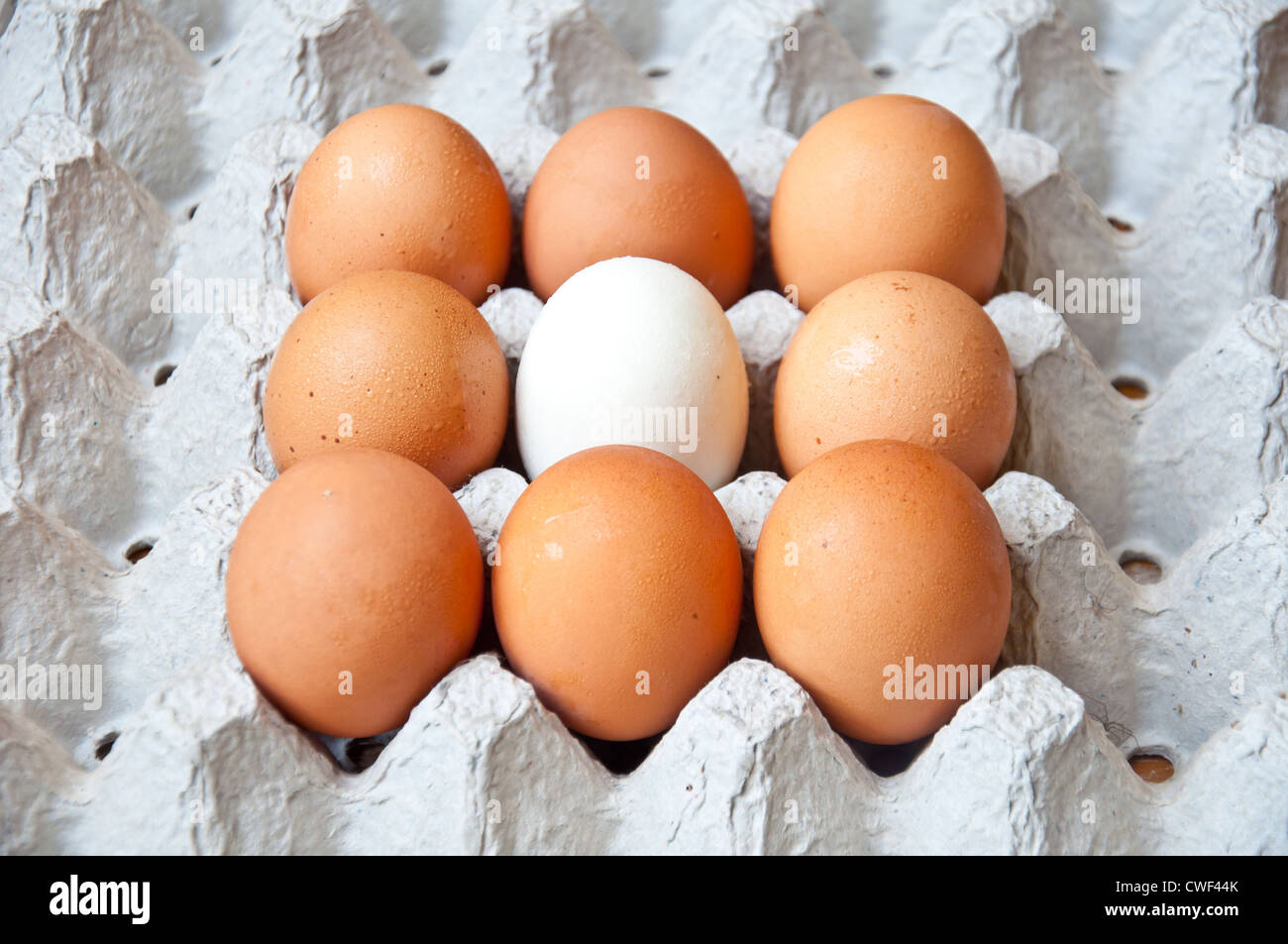 Bianco e Marrone di uovo per cibo Foto Stock