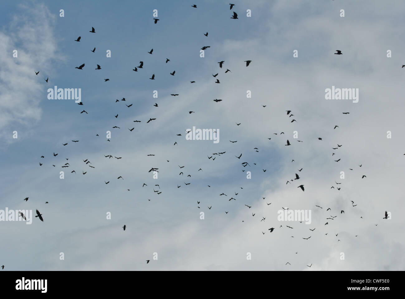 Stormo di uccelli in volo in un blu cielo nuvoloso Foto Stock