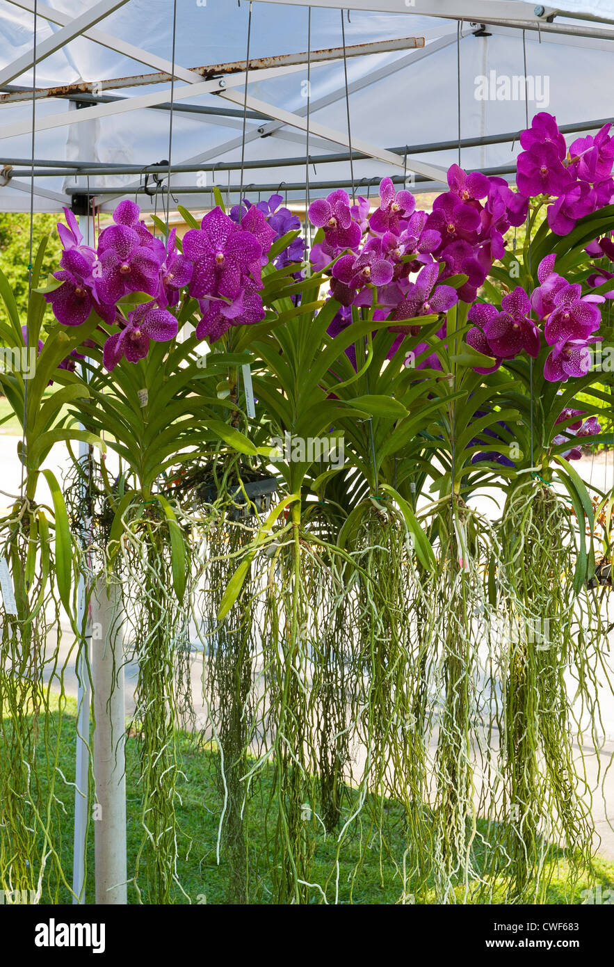 Soggiorno fresco piuttosto orchidea viola al mercato degli agricoltori co op sono sentire bene i fiori e aiutare a illuminare il giorno e il tuo giardino Foto Stock
