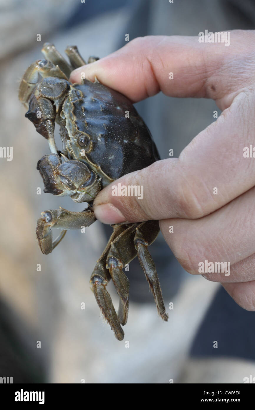 Granchio di mare Foto Stock