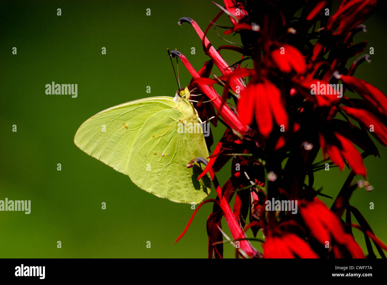 Zolfo senza nuvole butterfly (Phoebis sennae) il Cardinale fiore (Lobelia cardinalis) Foto Stock