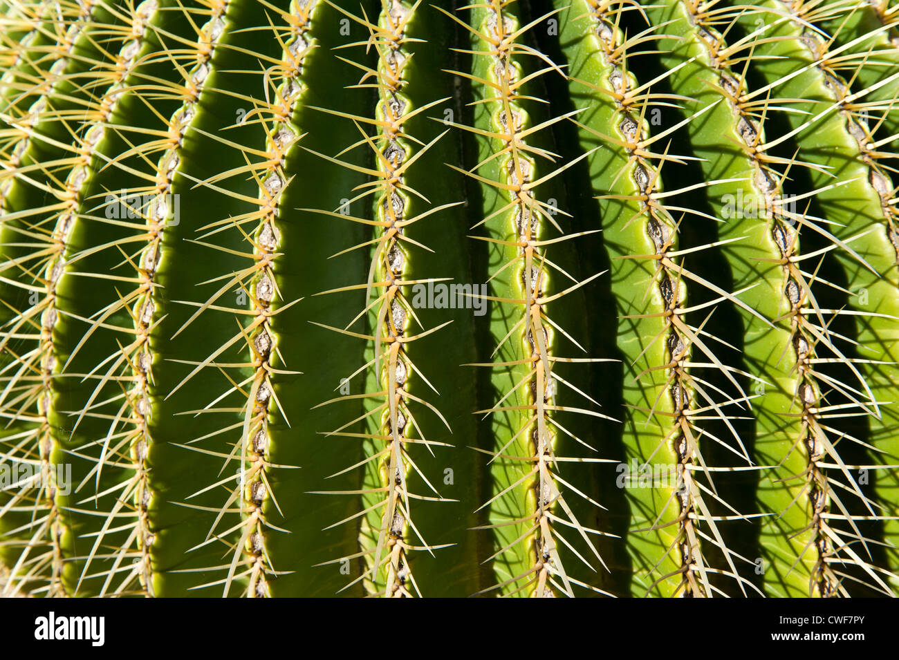 Golden Barrel Cactus, Echinocactus grusonii, in vivaio, Worcester, Western Cape, Sud Africa Foto Stock