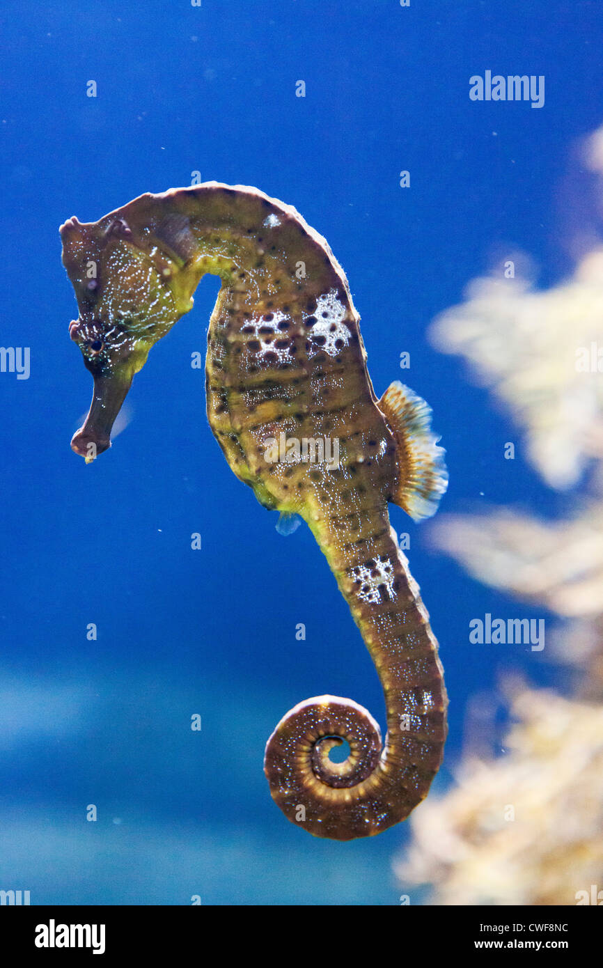 Cavalluccio Marino Foto Stock