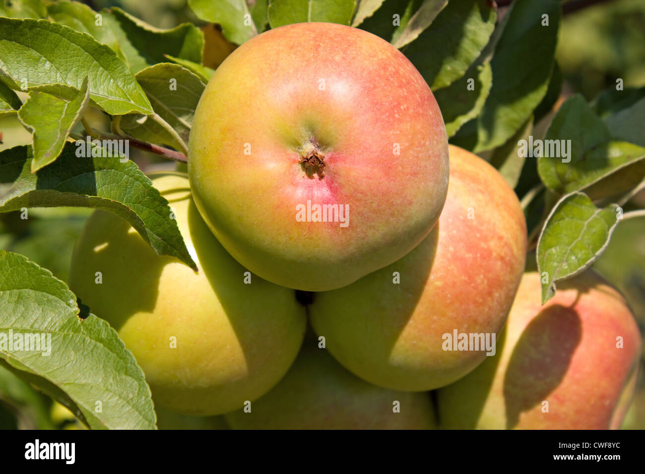 Mele fresche su albero Foto Stock