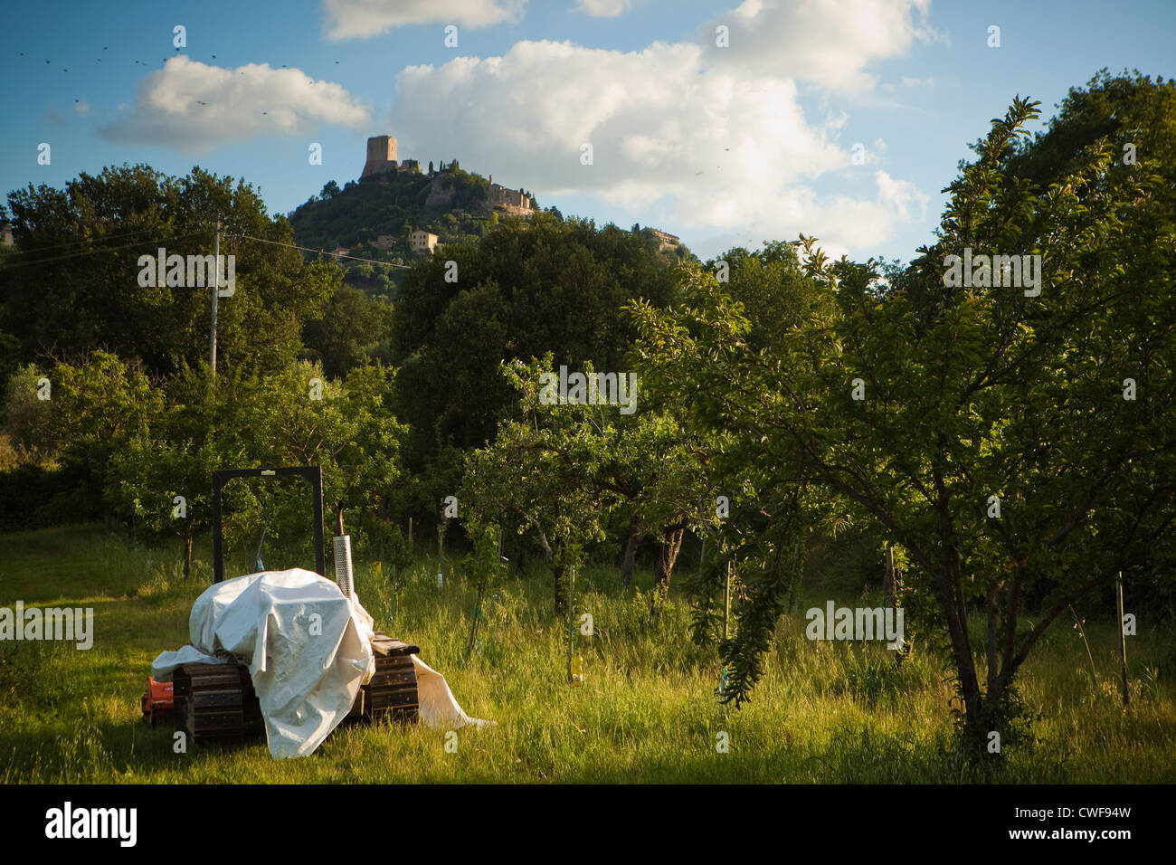 Tuscan Vineyard, Italia Foto Stock