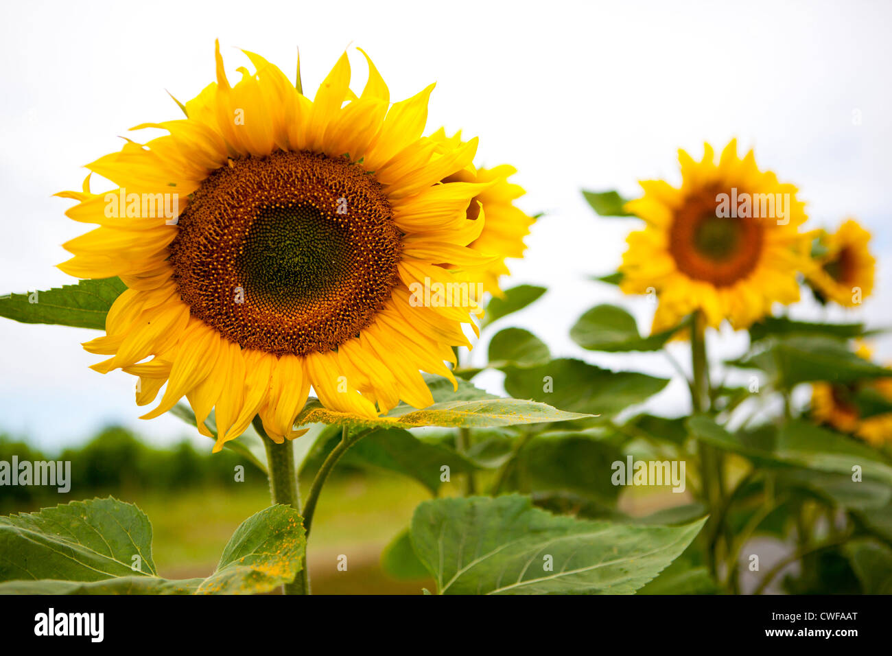 I campi di girasole nella regione di Bordeaux, Francia meridionale Foto Stock