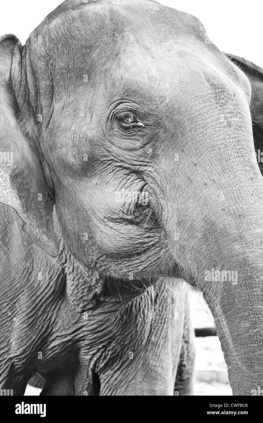 Chiang Mai gli elefanti Foto Stock