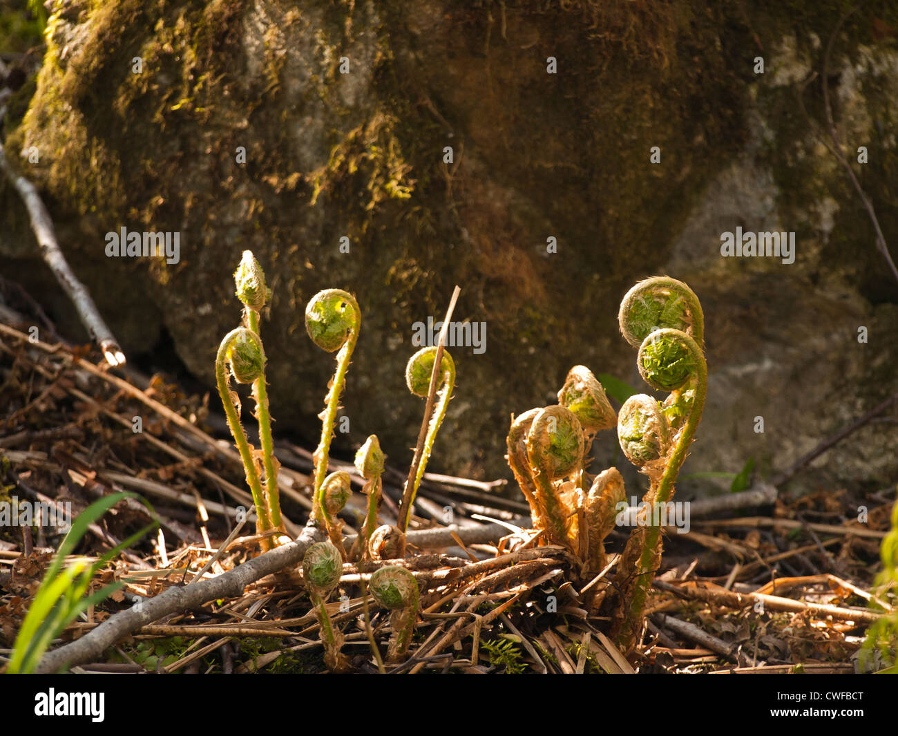 Crozier o fiddlehead da felce o bracken è un segno della vita nuova in una foresta di primavera Foto Stock