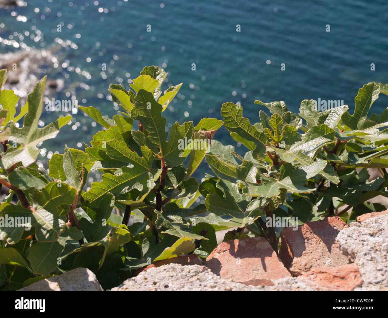Foglie di comune fig, Ficus carica, contro una parete con th blu mare Mediterraneo scintillante in background Foto Stock