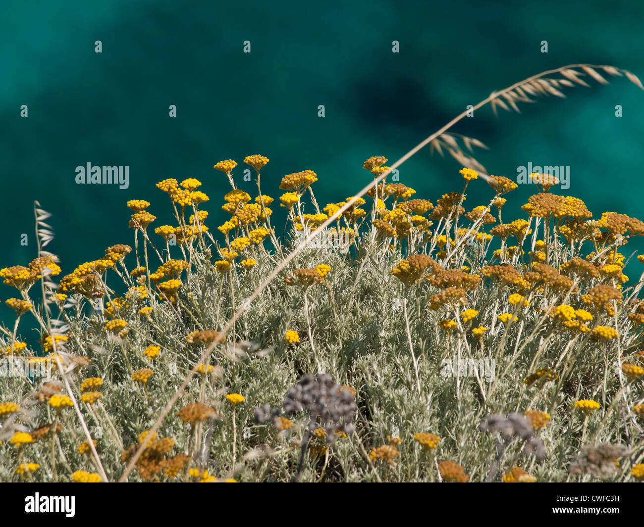 Azzurro mare mediterraneo contrastato contro i fiori gialli sulle rive Foto Stock