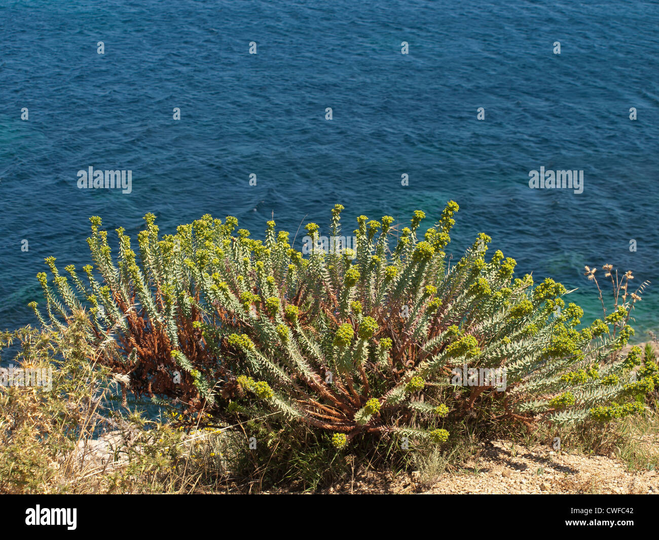 Azzurro mare mediterraneo contrastato contro fiori verdi sulle rive Foto Stock