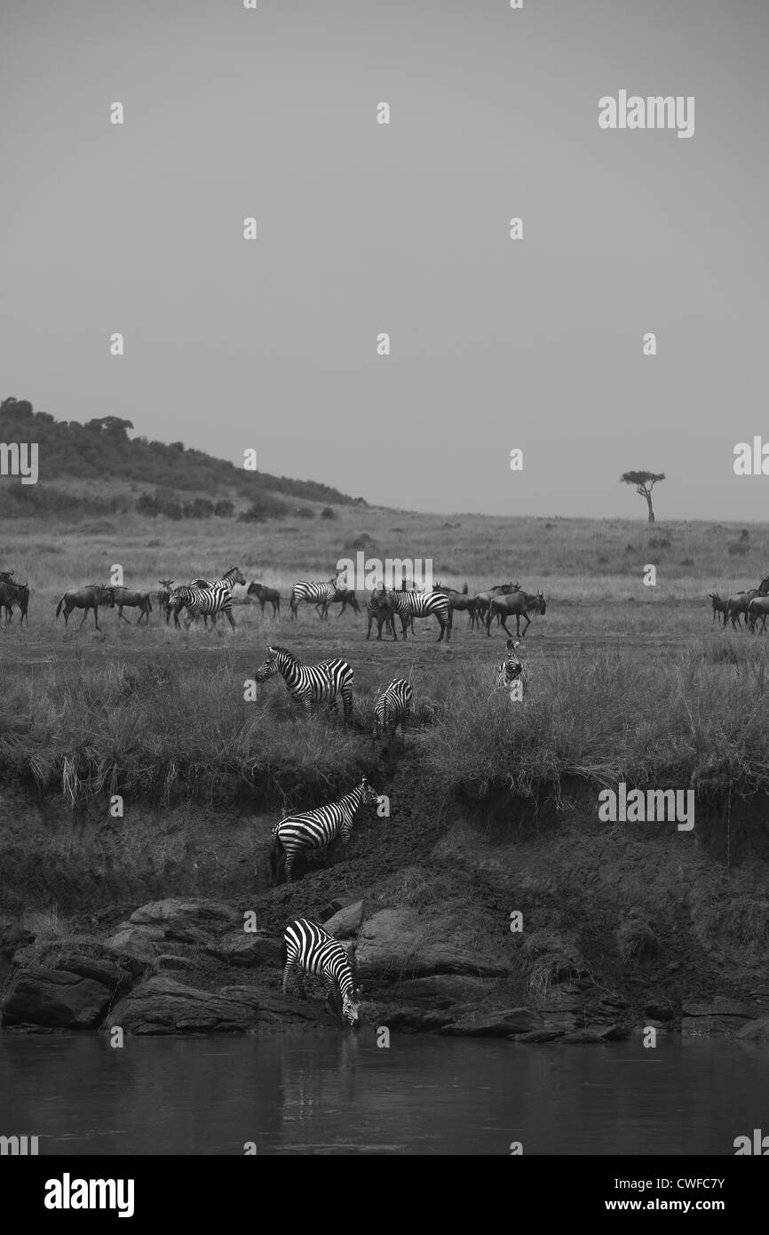 Gnu (gnu plurale o wildebeests, gnu) migrazione nel Masai Mara National Park, Nairobi, Kenia Foto Stock
