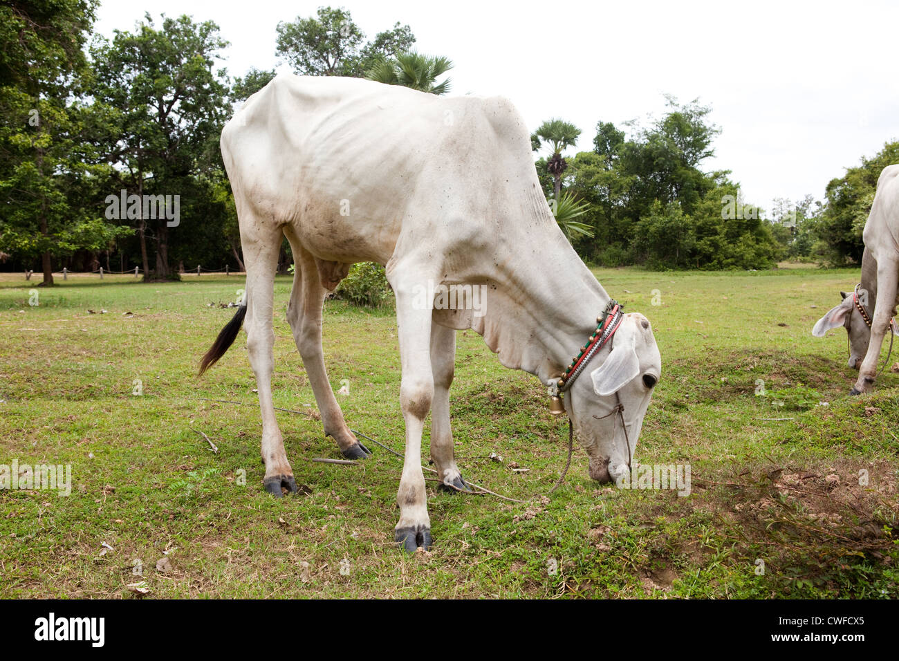 Anoressica mucca, Cambogia Foto Stock