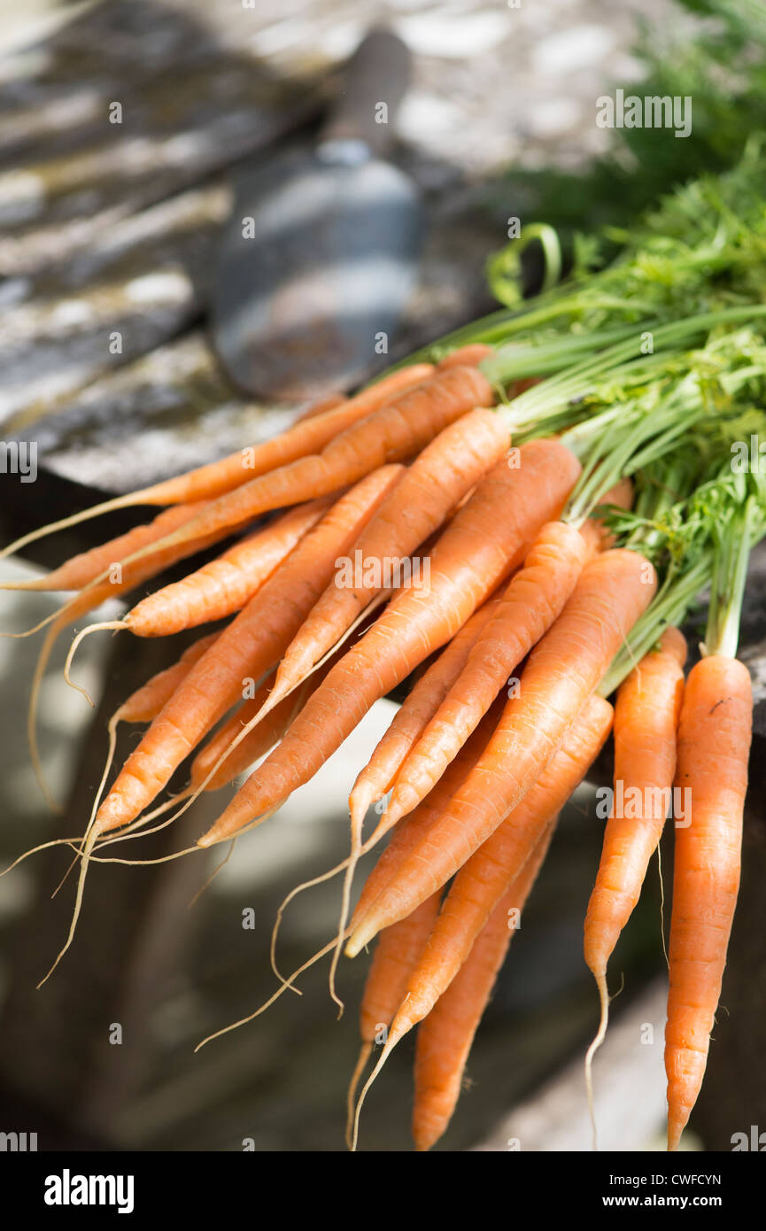 Daucus carota. Carote organico su un tavolo da giardino Foto Stock