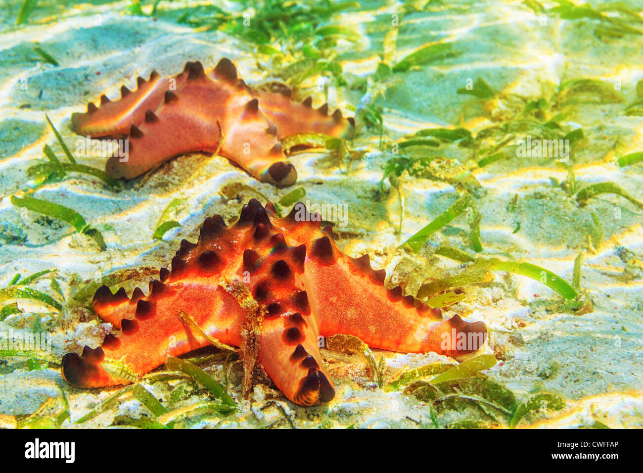 Due belle starfishes underwater Foto Stock