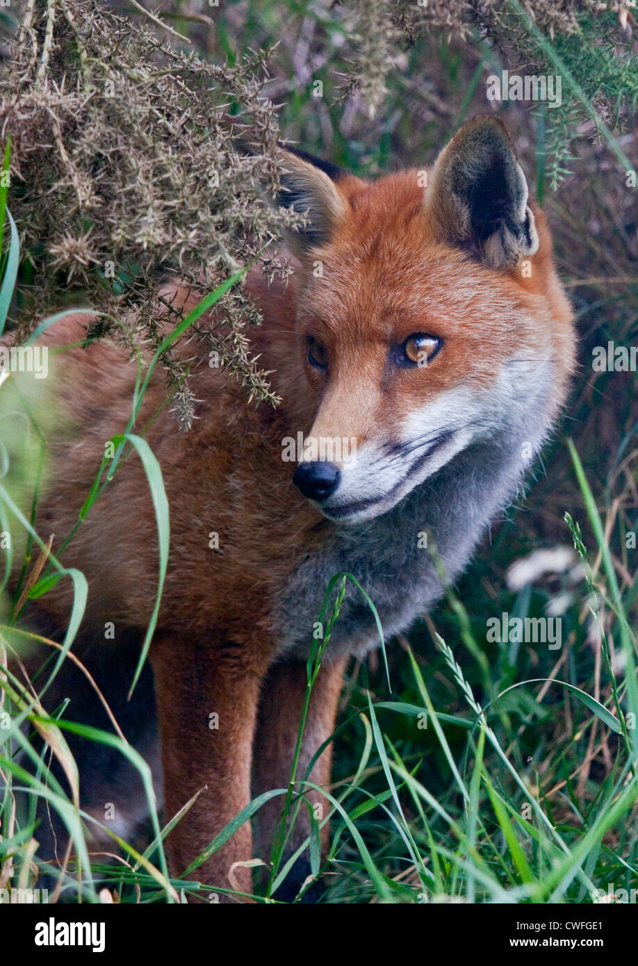 Rosso europeo volpe (vulpes vulpes) Foto Stock