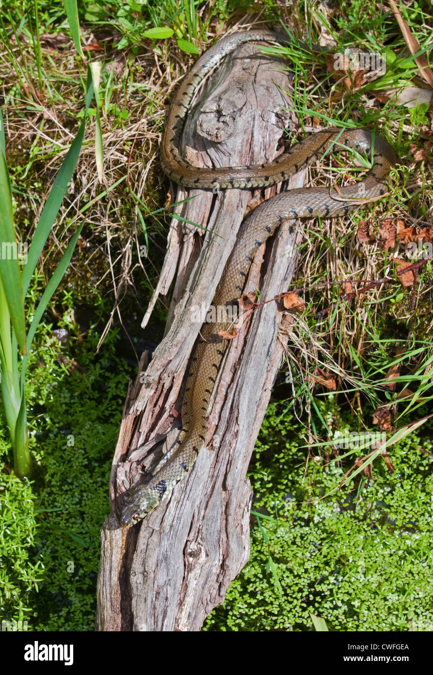Unione Biscia o inanellato Snake (natrix natrix), Regno Unito Foto Stock
