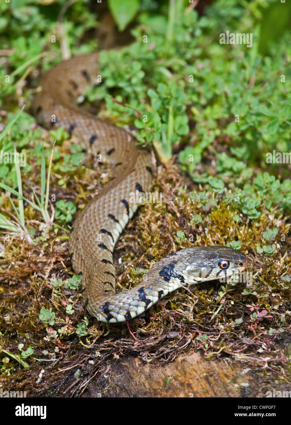 Unione Biscia o inanellato Snake (natrix natrix), Regno Unito Foto Stock