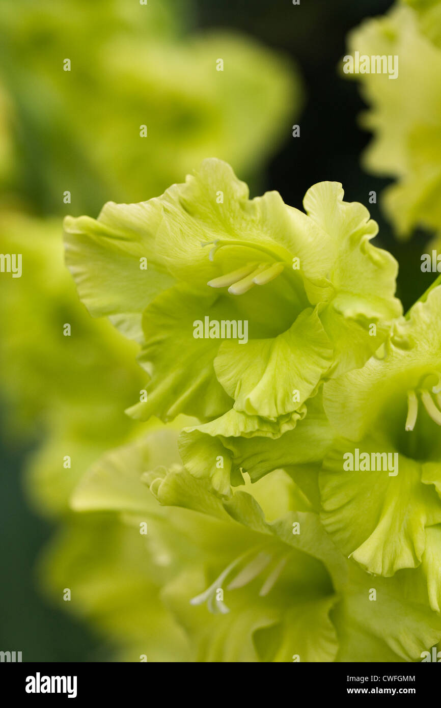 Gladiolus 'GREEN STAR' in un confine erbacee. Foto Stock