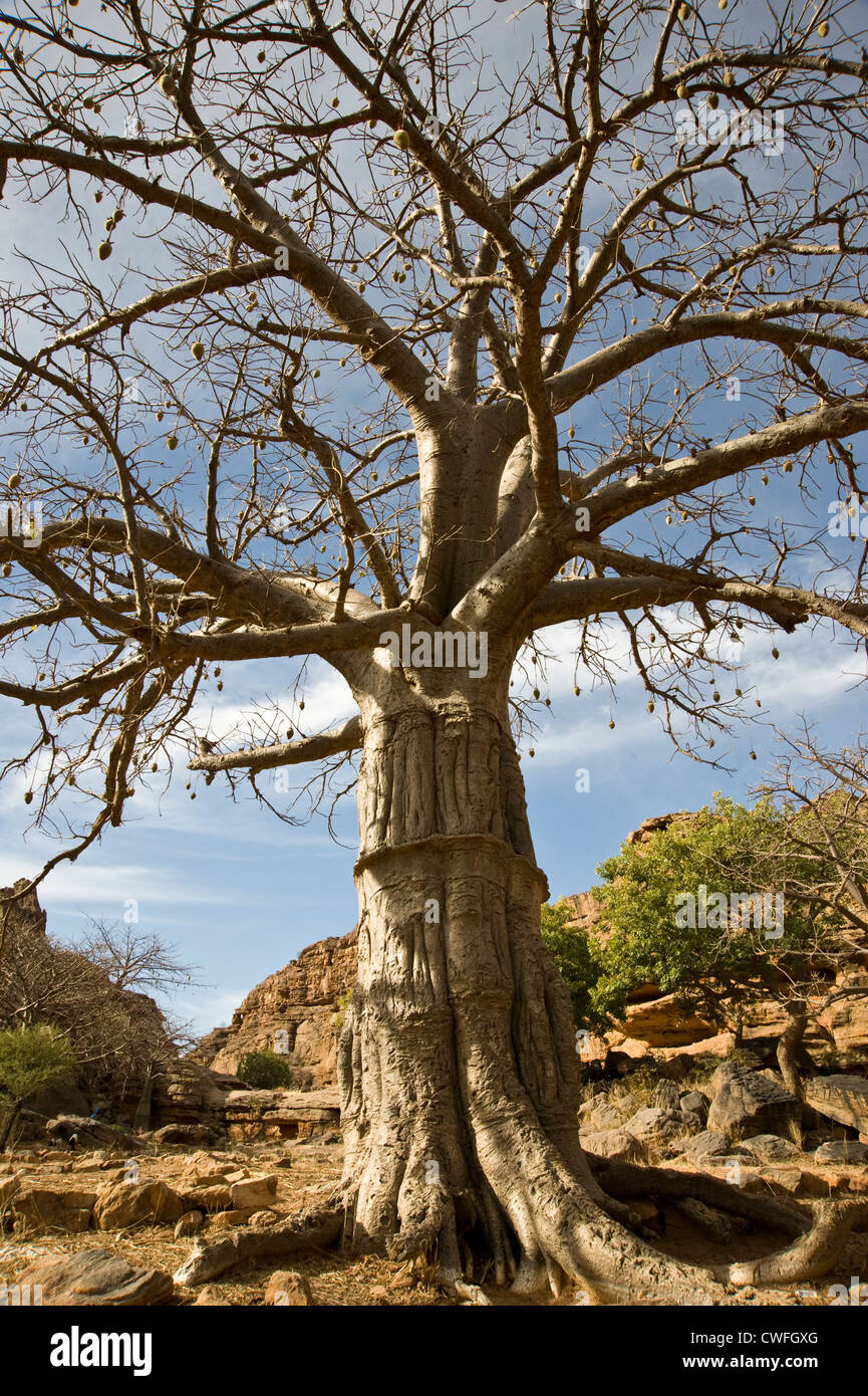 Giant Baobab nel Pays Dogon del Mali, Africa occidentale Foto Stock