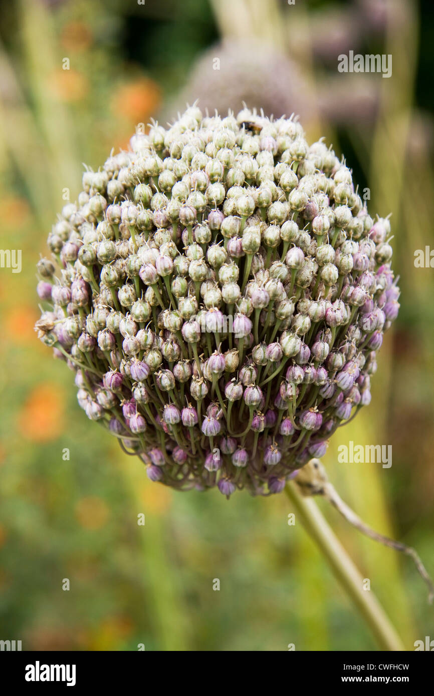 Close-up di alium sativum (aglio), Kent, Inghilterra Foto Stock