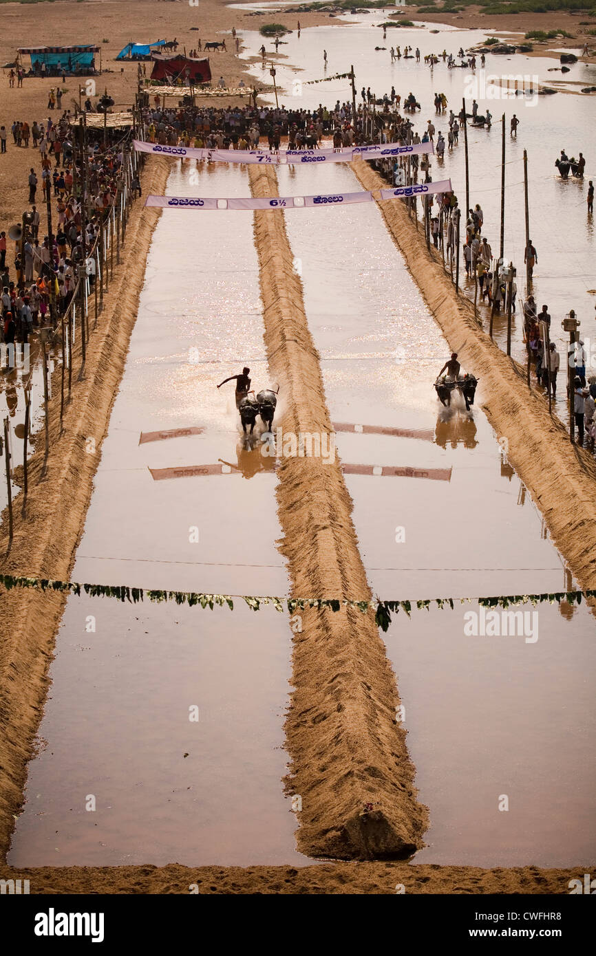 Gli uomini gara coppie di bufali in una gara Kambala in Karnataka, India. Foto Stock