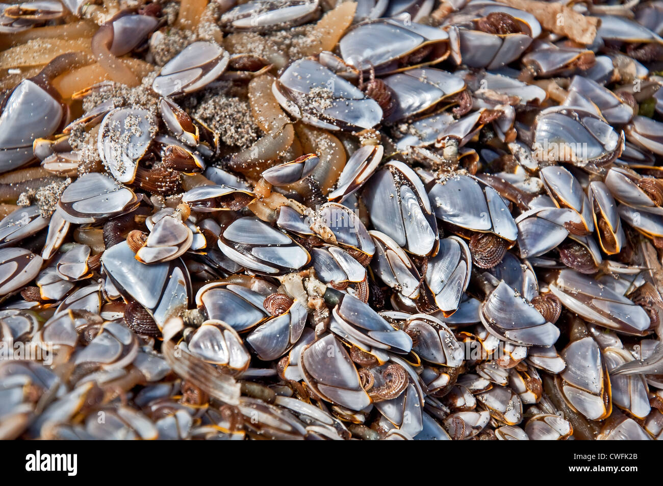 Natura closeup di oca vivente cirripedi di vita marina nel nord-ovest del Pacifico. Essi sono più grandi rispetto ad altri tipi di cirripedi. Foto Stock