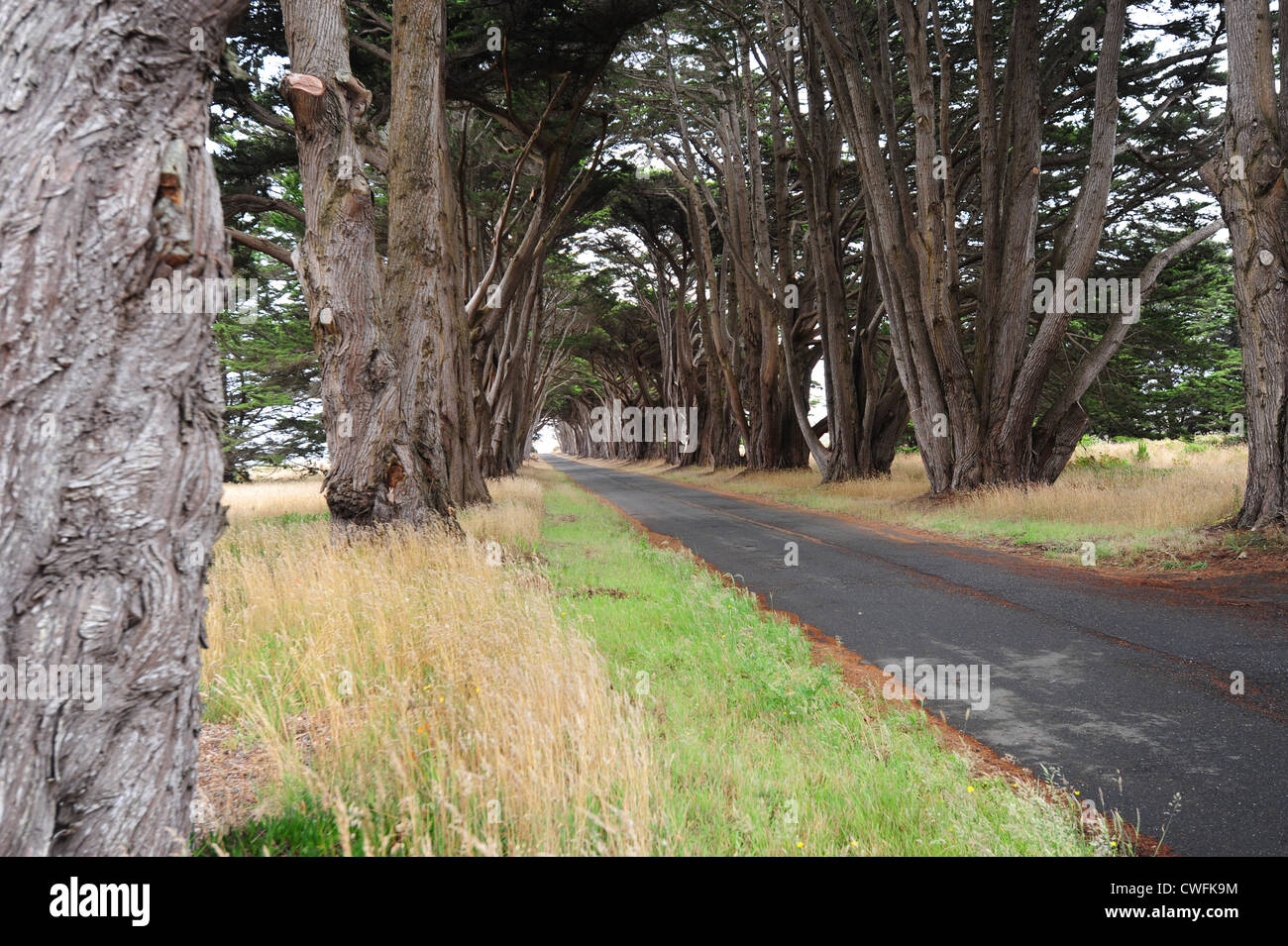 Stati Uniti d'America California CA Point Reyes National Seashore una linea di cipressi coprire una strada Foto Stock