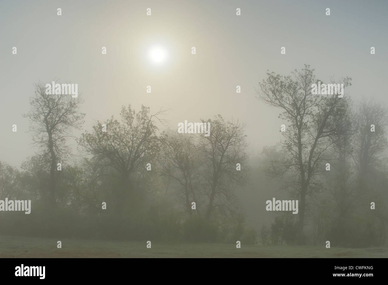 Pioppi neri americani alberi nella nebbia, Theodore Roosevelt NP (Sud), il Dakota del Nord, STATI UNITI D'AMERICA Foto Stock