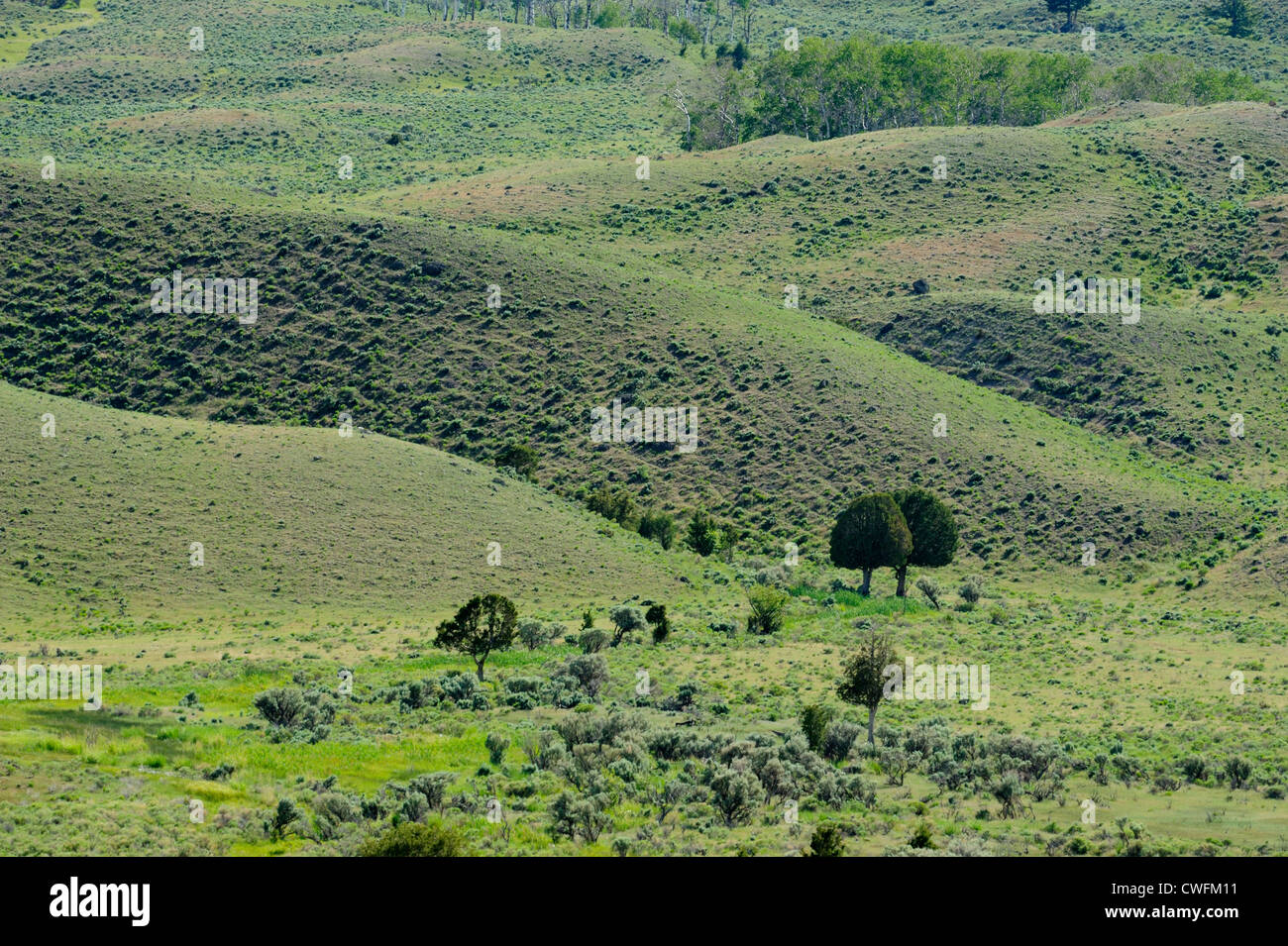 Alberi di ginepro in habitat sagebrush, il Parco Nazionale di Yellowstone, Wyoming USA Foto Stock