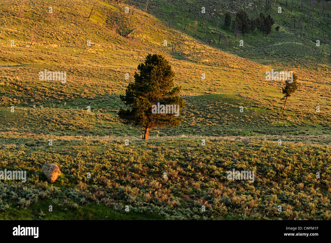Ginepri e salvia sul Blacktail Plateau, il Parco Nazionale di Yellowstone, Wyoming USA Foto Stock